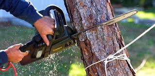 How Our Tree Care Process Works  in  West Hammond, NM