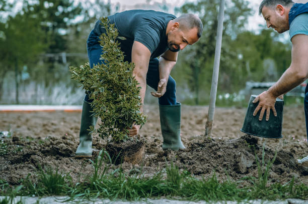 Best Tree Trimming and Pruning  in West Hammond, NM
