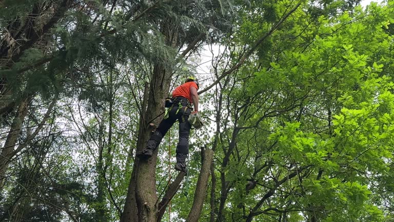 Trusted West Hammond, NM Tree Services Experts