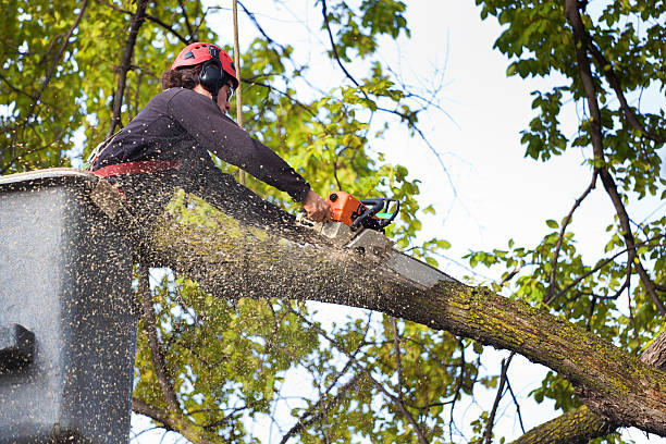 Best Hazardous Tree Removal  in West Hammond, NM